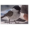 Vikendi Birb