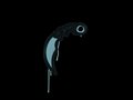 Graffiti | Karambit (Wire Blue)