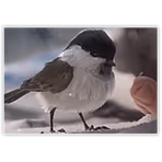 Vikendi Birb