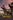 WolfQuest: Classic