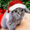 catqsevi